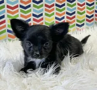 Goose, a male Chihuahua for sale in Seymour, MO – Photo 7 of 7