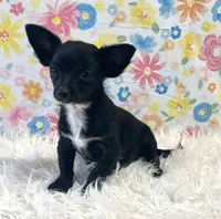 Goose, a male Chihuahua for sale in Seymour, MO – Photo 2 of 7