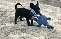 Goose, a male Chihuahua for sale in Seymour, MO – Photo 4 of 7