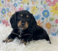 Duke, a male Dachshund for sale in Seymour, MO – Photo 5 of 6