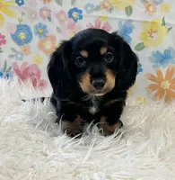 Duke, a male Dachshund for sale in Seymour, MO – Photo 6 of 6