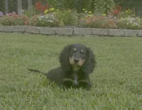 Duke, a male Dachshund for sale in Seymour, MO – Photo 1 of 6