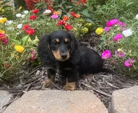 Duke, a male Dachshund for sale in Seymour, MO – Photo 3 of 6