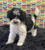 Mickey, a male Maltipoo for sale in Seymour, MO – Photo 5 of 5