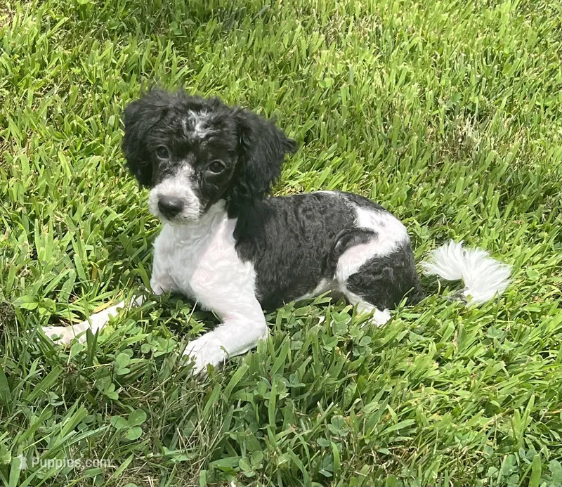Mickey, a male Maltipoo for sale in Seymour, MO – Photo 1 of 5