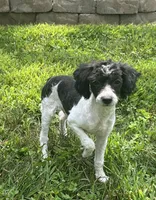 Mickey, a male Maltipoo for sale in Seymour, MO – Photo 3 of 5