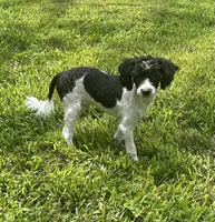 Mickey, a male Maltipoo for sale in Seymour, MO – Photo 4 of 5