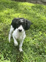 Mickey, a male Maltipoo for sale in Seymour, MO – Photo 2 of 5