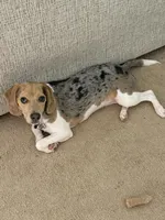 Remi, a female Beagle for sale in Seymour, MO – Photo 2 of 2