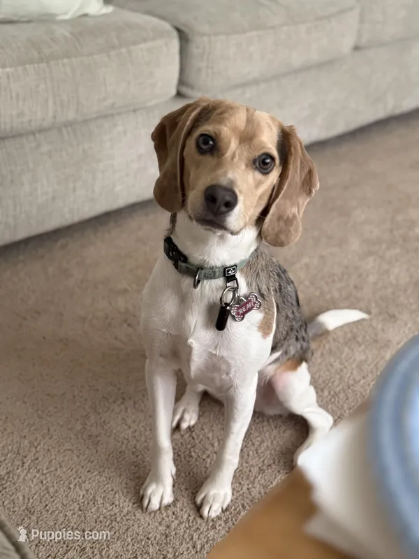 Remi, a female Beagle for sale in Seymour, MO – Photo 1 of 2