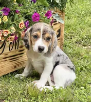 Abby, a female Beagle for sale in Seymour, MO – Photo 4 of 5