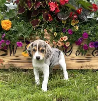 Abby, a female Beagle for sale in Seymour, MO – Photo 3 of 5