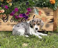 Abby, a female Beagle for sale in Seymour, MO – Photo 5 of 5