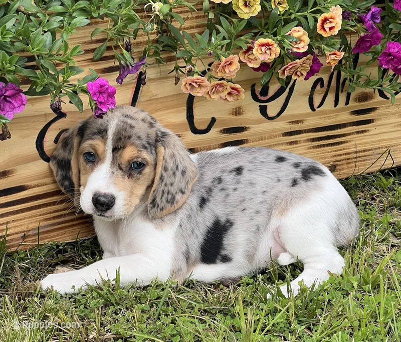 Abby, a female Beagle for sale in Seymour, MO – Photo 1 of 5