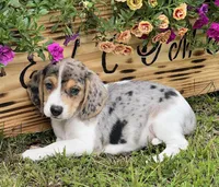 Abby, a female Beagle for sale in Seymour, MO – Photo 1 of 5