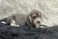 Blue Beagle Sophie, a female Beagle for sale in Seymour, MO – Photo 2 of 3