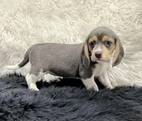 Blue Beagle Sophie, a female Beagle for sale in Seymour, MO – Photo 3 of 3