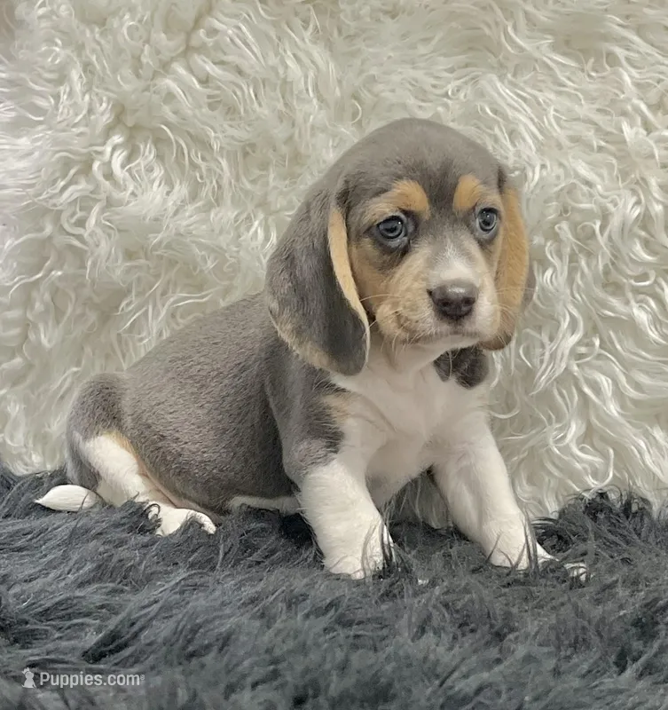 Blue Beagle Sophie, a female Beagle for sale in Seymour, MO – Photo 1 of 3