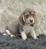 Blue Beagle Sophie, a female Beagle for sale in Seymour, MO – Photo 1 of 3