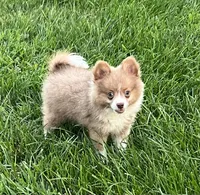 Bader, a male Pomeranian for sale in Seymour, MO – Photo 6 of 7