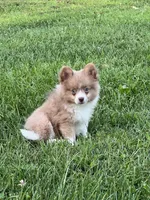 Bader, a male Pomeranian for sale in Seymour, MO – Photo 5 of 7