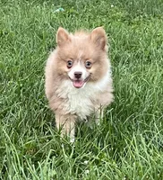 Bader, a male Pomeranian for sale in Seymour, MO – Photo 4 of 7