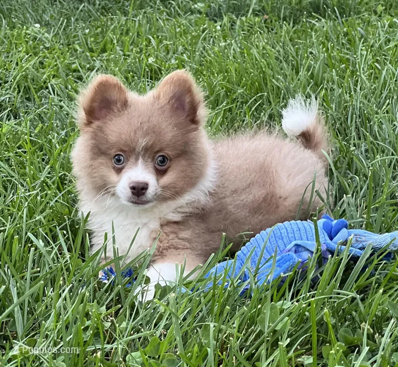 Bader, a male Pomeranian for sale in Seymour, MO – Photo 1 of 7