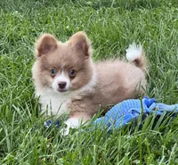 Bader, a male Pomeranian for sale in Seymour, MO – Photo 1 of 7