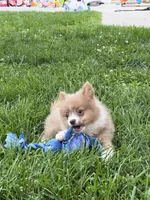 Bader, a male Pomeranian for sale in Seymour, MO – Photo 2 of 7