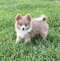 Bader, a male Pomeranian for sale in Seymour, MO – Photo 3 of 7