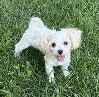 Elsie, a female Morkie for sale in Seymour, MO – Photo 4 of 6