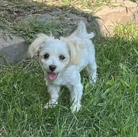 Elsie, a female Morkie for sale in Seymour, MO – Photo 2 of 6