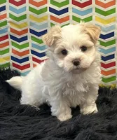 Elsie, a female Morkie for sale in Seymour, MO – Photo 6 of 6