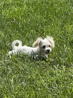 Elsie, a female Morkie for sale in Seymour, MO – Photo 5 of 6