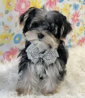 Poppy, a female Morkie for sale in Seymour, MO – Photo 5 of 5