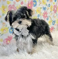 Poppy, a female Morkie for sale in Seymour, MO – Photo 4 of 5