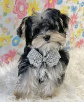 Poppy, a female Morkie for sale in Seymour, MO – Photo 3 of 5