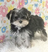 Poppy, a female Morkie for sale in Seymour, MO – Photo 2 of 5