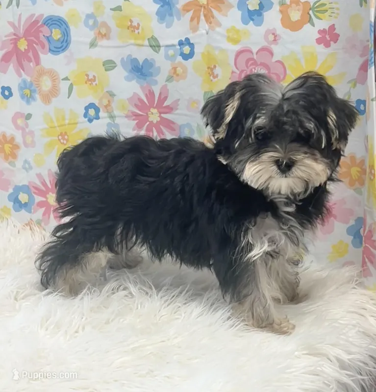 Poppy, a female Morkie for sale in Seymour, MO – Photo 1 of 5