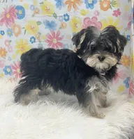 Poppy, a female Morkie for sale in Seymour, MO – Photo 1 of 5