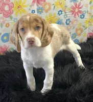 Chloe, a female Beagle for sale in Seymour, MO – Photo 1 of 4