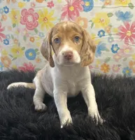 Chloe, a female Beagle for sale in Seymour, MO – Photo 4 of 4