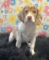 Chloe, a female Beagle for sale in Seymour, MO – Photo 2 of 4