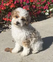 William, a male Poodle - Miniature  for sale in Seymour, MO – Photo 3 of 8