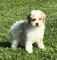 William, a male Poodle - Miniature  for sale in Seymour, MO – Photo 4 of 8