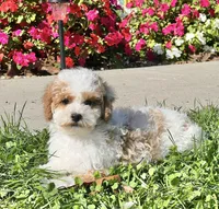 William, a male Poodle - Miniature  for sale in Seymour, MO – Photo 7 of 8