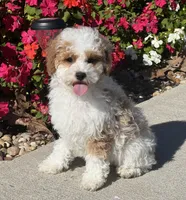 William, a male Poodle - Miniature  for sale in Seymour, MO – Photo 1 of 8