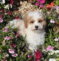 William, a male Poodle - Miniature  for sale in Seymour, MO – Photo 6 of 8