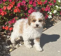 William, a male Poodle - Miniature  for sale in Seymour, MO – Photo 5 of 8