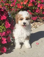 William, a male Poodle - Miniature  for sale in Seymour, MO – Photo 8 of 8